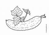 Mewarnai Cucumber Sayuran Vegetable Gambarcoloring Leaves Sketsa Kartun Diposting sketch template