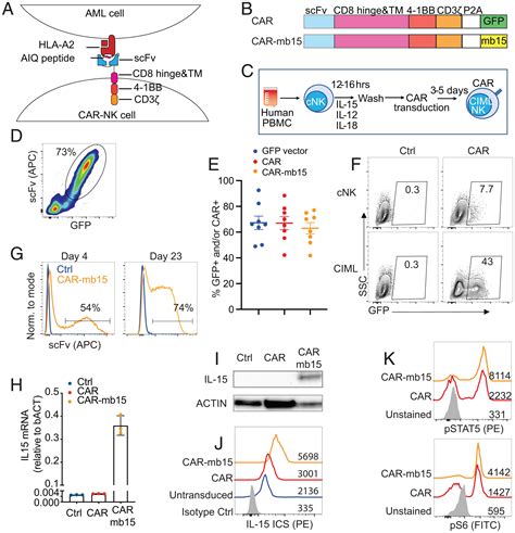 memory  nk cells armed   neoepitope specific car exhibit