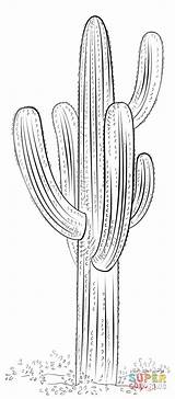 Cactus Saguaro Drawing Coloring Draw Outline Printable Desert Flower Drawings Pages Step Sketch Plant Tutorials Kids Painting Dessin Supercoloring Plants sketch template