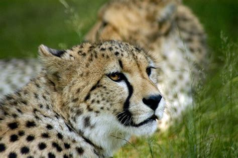 cheetahs safaripark beekse bergen mariska van dijk photography