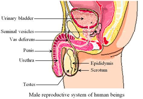 human male reproductive system fun science