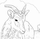 Sheep Coloring Horn Big Bighorn Female Pages Printable Dall Horns Color Drawing Print Supercoloring Click Find Designlooter Version Search Drawings sketch template