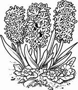 Hyacinth Coloring Pages Flower Spring Drawing Colouring Choose Board Getdrawings Stamps 298px 43kb sketch template