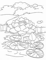 Pond Coloring Lotus Pages Drawing Blooming Animals Kids Fish Printable Colorings Outline Getdrawings Getcolorings ดอก ไม Flower Flowers Color Template sketch template