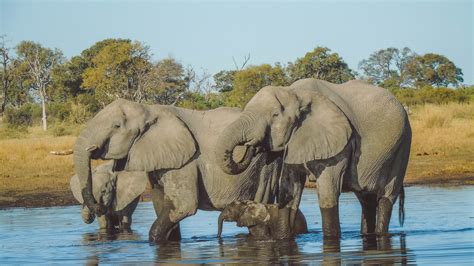 chobe national park unfold africa safaris botswana