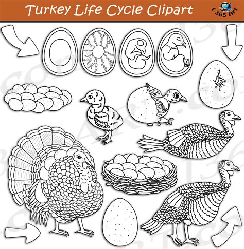 turkey life cycle clipart set  clipart  school