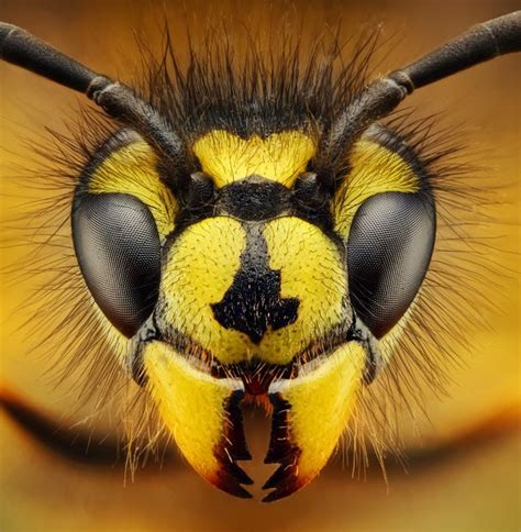 Bug Portraits Detailed Macro Pictures Of Insects By Dusan Beno Telegraph