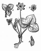 Liverwort Illustrations Hepatica Illustration Botany Anemone Engraving Plants Antique Common Pennywort Vector Stock sketch template