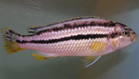 Melanochromis Auratus Goliad Farms