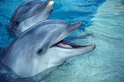 interacting  dolphins angelreikihealing