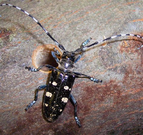 asian longhorn beetle in nys porn pics and moveis