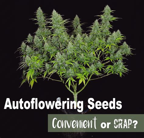 autoflowering seeds   grower   hurry  real dirt