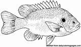 Coloring Pages Fish Adult Color Sheets Printable Drawing Drawings Colouring Kids Patterns Animal Bass Halak Carving Wood Catfish Choose Board sketch template