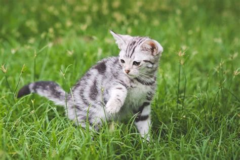 ways  find  kittens   area  adoption
