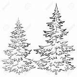 Pine Tree Outline Coloring Christmas Drawings Drawing Realistic Trees Evergreen Line Draw Ponderosa Cone Sketch Pages Forest Clipart Winter Pencil sketch template