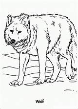 Wolf Pages Coloring Color Printable Kids sketch template