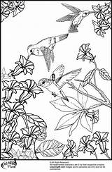 Coloring Hummingbird Hummingbirds Bird Printable Flower Flowers Birds Humming Adult Sheets Realistic Really Misc Animal Wings Getcolorings Choose Fascinating Fact sketch template