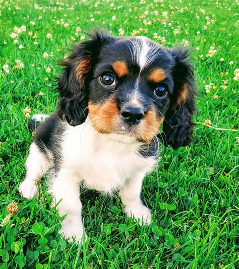 cavalier king charles spaniel puppies  sale  mile falls wa