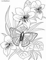 Flowers Coloring Butterfly Pages Flower Adult Sheets Visit Books sketch template