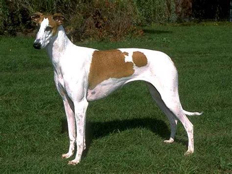 dog breed directory greyhound dog breed