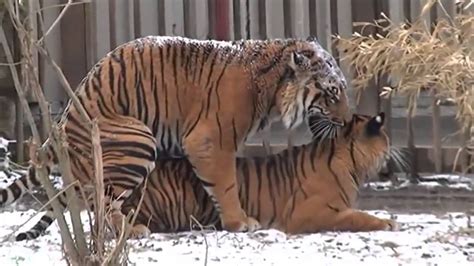 Tiger And Lions Mating Breeding Youtube