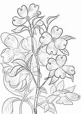 Coloring Dogwood Pages Flowering Drawing Tree Printable Template Branch sketch template