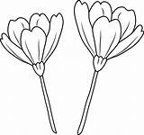 Flowers Poppy Line Flower Clipart Coloring Drawing Clip Cliparts Simple Template Poppies Three Transparent Getdrawings Forget Sweetclipart Webstockreview sketch template