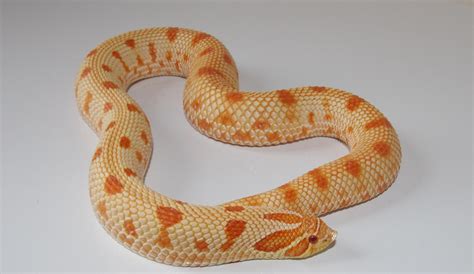kingsnakecom photo gallery hognose snakes extreme red anaconda