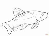 Ryba Colorare Kolorowanka Fisch Disegni Ausmalbild Kolorowanki Coloring Pesci Bambini Druku Ryby Kategorien Kategorii sketch template