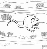 Rat Kangaroo Coloring Pages sketch template
