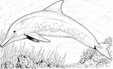 Dolphin Coloring Pages Dolphins Underwater Print Adults Color Kids Printable Drawing Water Under Line Cliparts Animals Adult Sea Sheets Cat sketch template