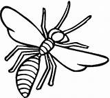 Coloring Pages Insect Wasp Insects Printable Realistic Clipart Procoloring sketch template