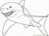 Shark Coloring Great Pages Scary Hungry Colour Sharks Outline Drawing Color Getcolorings Getdrawings Printable Popular Library sketch template