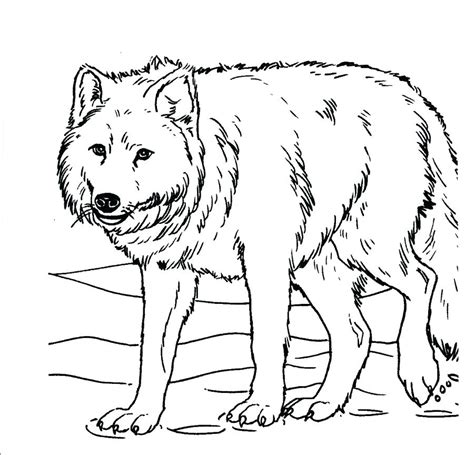 detailed wolf coloring pages  getcoloringscom  printable