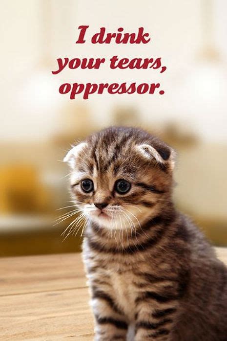 social justice kittens postcard pack dangerous minds