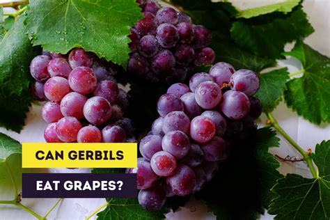 gerbils eat grapes white  red  raisins