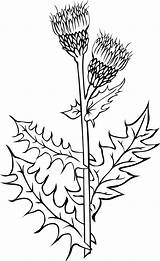 Thistle Scottish Drawing Getdrawings sketch template