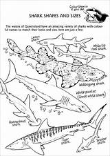 Sharks Different Sheets Coloringbay Rocks Designlooter Preschoolers Adult sketch template