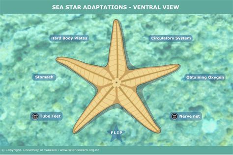 sea star adaptations ventral view science learning hub