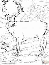 Cervo Mule Cervi Mulo Deers Supercoloring Stampare Squirrel sketch template