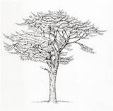 Cedar Tree Lebanon Libani Cedrus sketch template