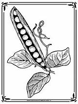Kacang Mewarnai Polong Pohon Coloring Pea Alam Populer Benda Disebut Mewarnaigambar Flowers Realisticcoloringpages sketch template