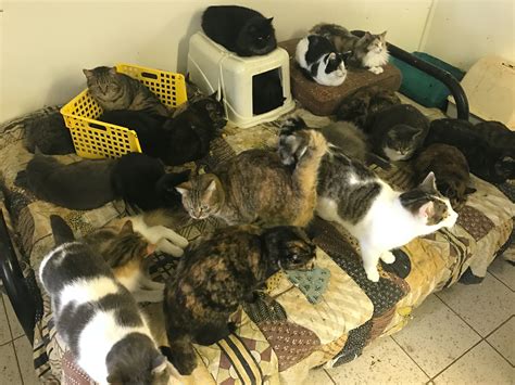 Welfare Concerns Highlighted Over Institutional Hoarding Of Cats