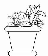 Coloring Plants Pages Potted Plant Parts Flower sketch template