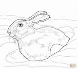 Hare Coloring Snow Snowshoe Arctic Drawing Drift Pages Color Printable Print Supercoloring Animal Version Hares Comments Uprooted Online sketch template