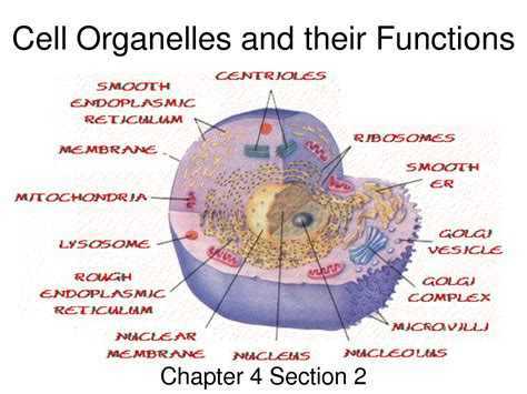 images  animal cell organelles functions chart cell organelles   functions