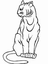 Cougar Coloring Pages Onlinecoloringpages sketch template