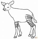 Okapi Baby Coloring Pages Calf Africa Drawing Supercoloring Draw Color Printable Central Animal Choose Board Animals Categories sketch template