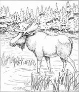 Moose Adults Patterns Italks Elch Mandala Pyrography sketch template
