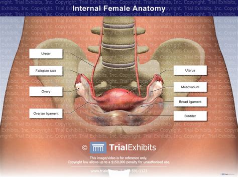 internal female anatomy superior view trialexhibits inc